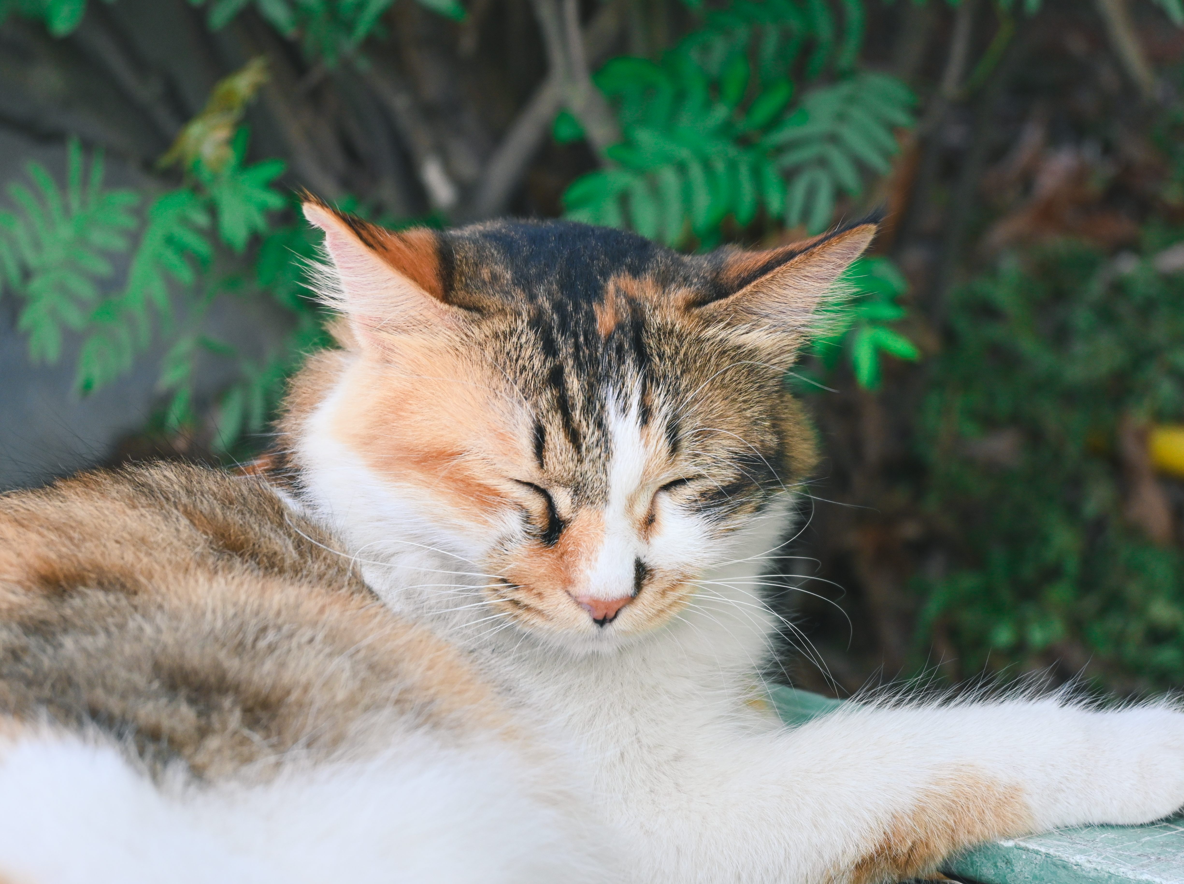 GDUFE&rsquo;s 贪睡猫